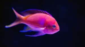 Luminescent fish