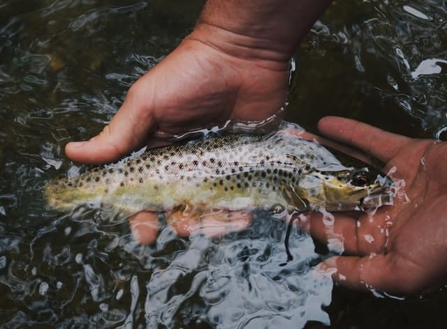 Perdon holding trout in the water