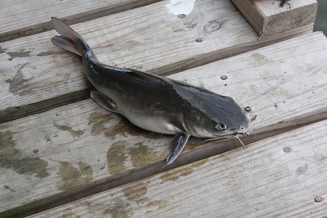 Catfish with barbels