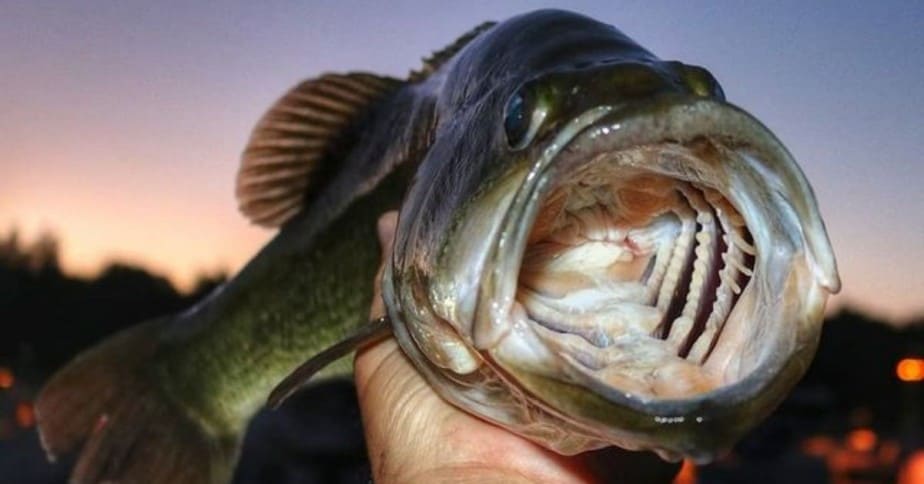 Why do Bass Get Worms