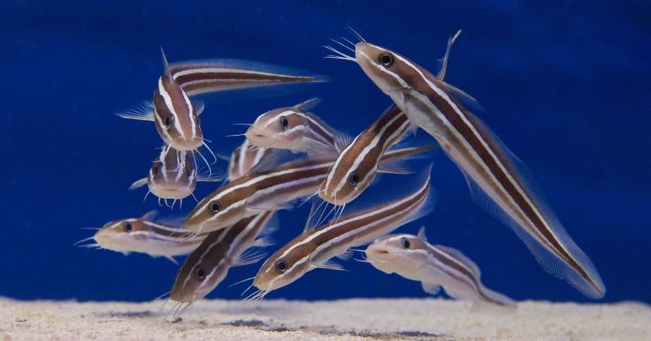 catfish fingerlings in aquarium