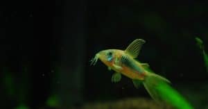 Catfish with no scales in aquarium