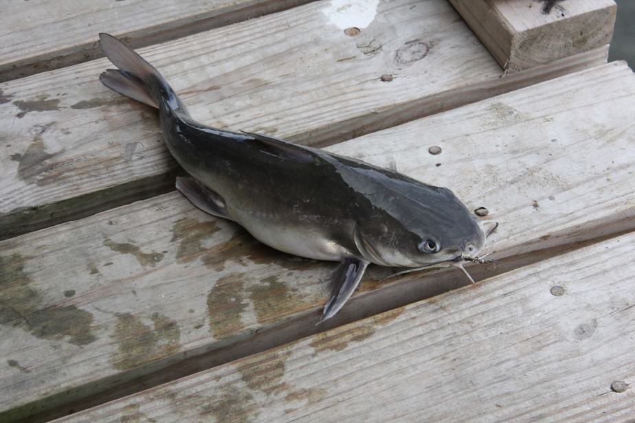 Catfish on a surface