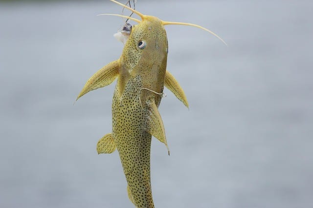 Catfish on a hook