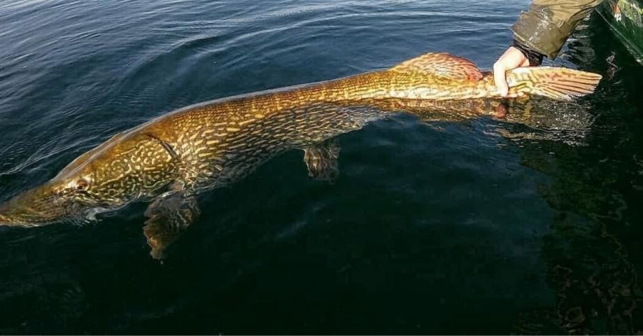 the appearance of a pike