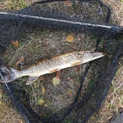 pike on a shore