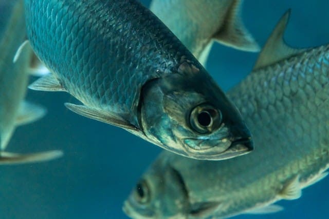 ecological and economic significance of tarpon