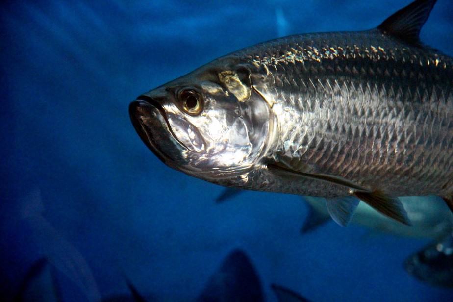 The Importance of Tarpon Protection