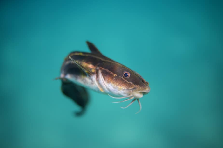 Hard-Headed Catfish