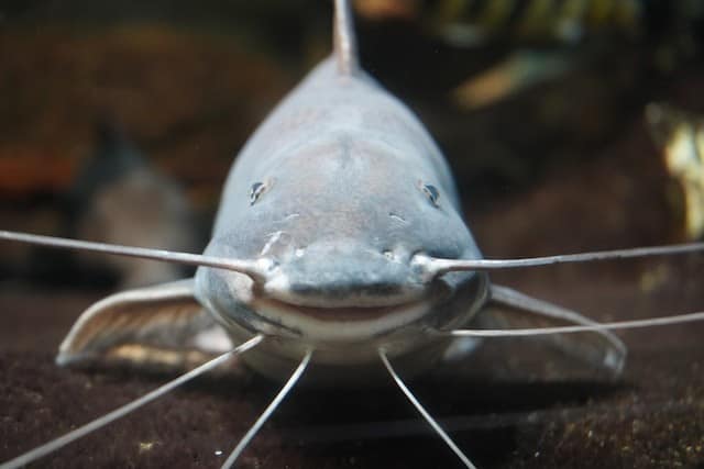 Facts About Hardhead Catfish
